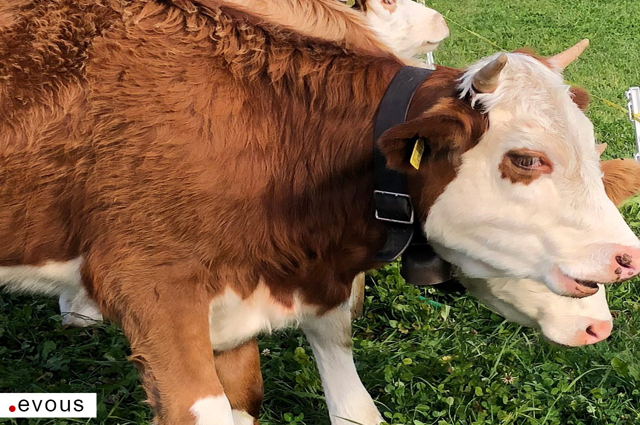 Elle s'appelle Oreillette : cette vache de race normande sera l'égérie du  prochain Salon de l'agriculture - Paris-Normandie