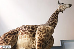 Top 3 des plus beaux zoos de Paris