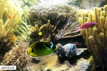 L'Aquarium de Paris