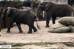 Thoiry Zoo Safari