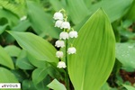 Petite histoire du muguet et du 1er Mai