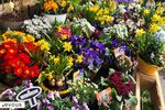 Fête des Plantes de Saint-Jean de Beauregard 2024