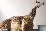 Les zoos et aquariums près de Nantes