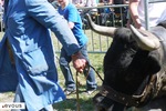 Feria des Vendanges de Nîmes 2024