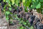 Fête des Vendanges de Barr 2024