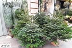 Où jeter votre sapin de Noël à Lyon ?