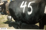 Feria de San Fermin 2024