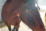 Salon du Cheval d'Angers 2024