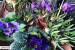La Fête de la Violette 2025 à Toulouse