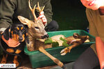 Hautes-Alpes, dates d'ouverture de la chasse 2024-2025