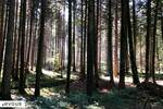Aveyron, dates d'ouverture de la chasse 2024-2025