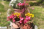 Jardinage au mois d'octobre, conseils et astuces : quoi planter ?