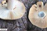Calendrier des champignons, quand cueillir en 2024-2025 ?
