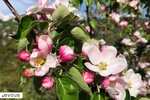 Dates du Printemps 2024