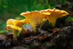 La saison des girolles