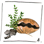 Acheter des coquilles Saint-Jacques 