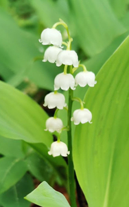 Vendre du muguet le 1er mai à Paris