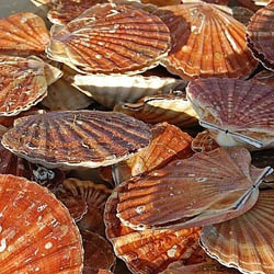 choisir ses coquilles Saint-Jacques